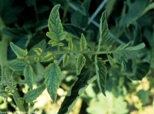 Yellowing and reduction in size of young leaflets.  <b> <i> Candidatus </i> Phytoplasma solani </b> (stolbur)