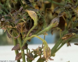 These rather purplish tomato flowers have an enlarged calyx giving them the appearance of a skin.  <b> <i> Candidatus </i> Phytoplasma solani </b> (stolbur)