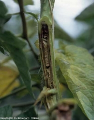 Browning and liquefaction of the pith.  <i> <b> Pseudomonas corrugata </b> </i> (black pith, tomato pith necrosis)