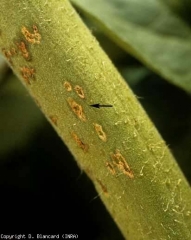 Small dark brown canker spots, white at the start of the attack.  <b> <i> Clavibacter michiganensis </i> subsp.  <i>michiganensis</i> </b> (bacterial canker)