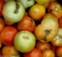 Important scars and corky "craters" at the ends of the fruits.  <b> Corky stylar scar </b> (catface)