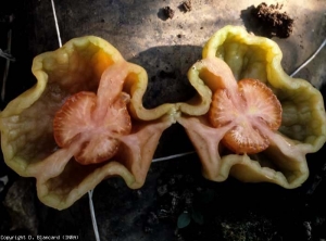 A cross section in the fruit shows that the locular cavities are strongly hollowed out.  Only a little frost and a few seeds remain.  <b> Faceted fruits </b> (puffiness)