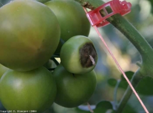 Spots with concave black patches at the end of the fruits, sometimes penetrating deeply.  <b> Blossom-end rot </b>