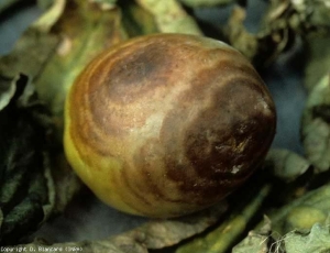 Large brown spots, consisting of concentric rings with scalloped contours.  <i> <b> Phytophthora nicotianae </b> </i> (soil mildew, soil mildew)