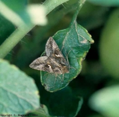 The sighting of butterflies is rarer.  In this case, the white spot in the shape of the Greek letter gamma allows us to identify <i> Autographa gamma </i>.  <b> Moths </b> (noctuids)