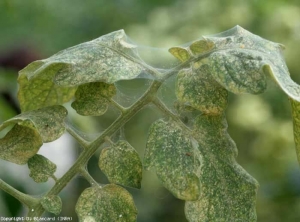 Silky webs, dotted with tiny and numerous mites, sometimes cover the leaflets and leaves.  <b> <i> Tetranychus urticae </i> </b> (weaver mite, spider mite)