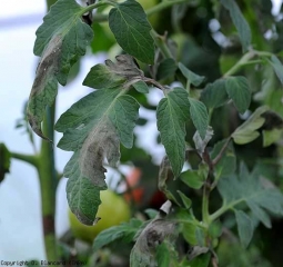 Several leaflets are now affected;  oily and brown areas are clearly visible.  <i> <b> Phytophthora infestans </b> </i> (late blight)