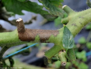 This portion of the stem is also altered.  Brownish to black lesions on the girdle for several centimeters.  <i> <b> Phytophthora infestans </b> </i> (late blight)