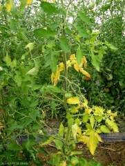 Subsequently, the yellowing spreads to several leaflets.  <b> <i> Fusarium oxysporum </i> f.  sp.  <i> lycopersici </i> </b> (Fusarium wilt, <i> Fusarium </i> wilt)