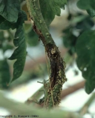 The pith of this stem has taken on a blackish color near the vessels, while it is hollowed out in certain places of its center.  <b> <i> Pseudomonas corrugata </i> </b> (black pith, tomato pith necrosis)