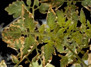 These leaflets, in addition to being slightly rolled up, gradually dry out at the periphery of the leaf blade.  <b> Phytotoxicity (herbicide) </b>