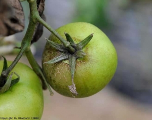 This green fruit is locally suberized on the surface and cracked.  <i> <b> Aculops lycopersici </b> </i> (bronzed mite, tomato russet moth) on fruit.
