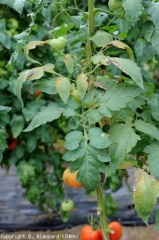 Several leaflets of this plant are locally chlorotic and dull.  <i> <b> Aculops lycopersici </b> </i> (bronzed mite, tomato russet mite)