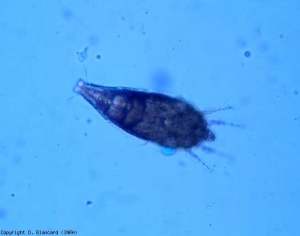 <i> <b> Aculops lycopersici </b> </i> is a tiny mite 0.12 to 0.15 mm long, straw yellow in color and shiny) (bronzed mite - tomato russet mite)