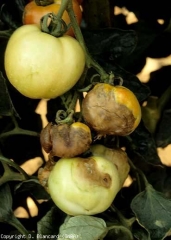 Fruit damage caused by <b> Cucumber mosaic virus </b> (<i> Cucumber mosaic virus </i>, CMV).