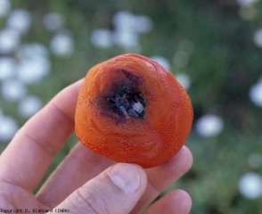 An early, slightly brownish lesion spread from the stalk scar of this fruit.  It is slightly concave and the film turns out to be more or less wrinkled.  The presence of melanized mycelial filaments and black pycnidia explains the dark tint visible in the center of the lesion.  <b> <i> Didymella lycopercisi </i> </b> (<i> Didymella </i> rot, <i> Didymella </i> fruit rot)