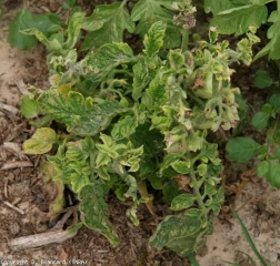 This plant, with a rather bushy port, has many axillary branches with very short internodes, and much smaller leaves.  <b> Yellow leaf curl virus </b> (<i> Tomato yellow leaf curl virus </i>, TYLCV)