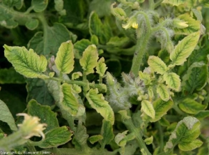 Sometimes the leaflets take on a purplish hue, particularly along the veins and at the edge of the blade.  <b> Yellow leaf curl virus </b> (<i> Tomato yellow leaf curl virus </i>, TYLCV)