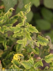 On these small leaflets, we can see a marked inter-vein yellowing.  <b> Yellow leaf curl virus </b> (<i> Tomato yellow leaf curl virus </i>, TYLCV)