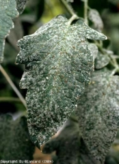 Numerous mold colonies superficially cover the lamina of several leaflets, disrupting photosynthesis.  <b> Fumagine </b> (sooty mold)