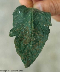 The mold responsible for <b> Fumagine </b> on this leaflet forms superficial olive green colonies.  (sooty mold)