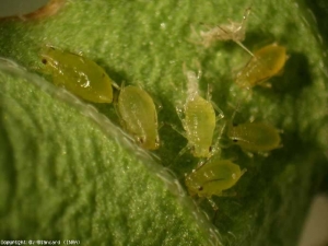 Several wingless <b> aphids </b> (aphids) are clustered on the underside of this leaflet.