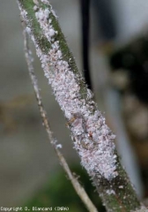 High concentration of mealybugs on tomato stems.  <b> <i> Pseudococcus viburni </i> </b> (mealybug, scale insects)
