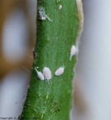 Detail of mealybugs present on a tomato stalk.  <b> <i> Pseudococcus viburni </i> </b> (cochineal, scale insects)