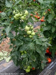 Numerous white powdery spots are visible on many leaflets of this <b> <i> Oidium neolycopersici </i> </b> (powdery mildew) tomato plant.