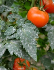 The colonies have coalesced and the white felting now covers most of the leaf blade.  <b> <i> Oidium neolycopersici </i> </b> (powdery mildew)