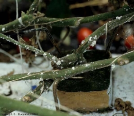 White pseudo-moss corresponding to <b> <i> Pseudococcus viburni </i> </b> (cochineal, scale insects) at the base of this tomato plant.