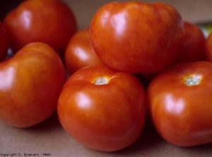 These fruits all have a discreet marbling: areas of still chlorotic tissue alternating with normally colored and mature areas.  <b> Pepino mosaic virus </b> (<i> Pepino mosaic virus </i>, PepMV)