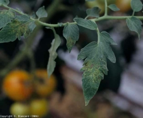 Discrete, small, brownish lesions of reddish-brown color are distributed near the veins.  <b> Pepino mosaic virus </b> (<i> Pepino mosaic virus </i>, PepMV)