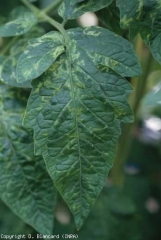 At the start of the development, a thinning of the veins (vein clearing) begins to spread more or less regularly.  <b> Pepino mosaic virus </b> (<i> Pepino mosaic virus </i>, PepMV)