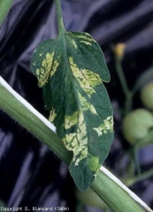 In some cases, a bright yellow to white patchwork mosaic may be seen.  This is somewhat reminiscent of the aucuba mosaic described for the ToMV.  <b> Pepino mosaic virus </b> (<i> Pepino mosaic virus </i>, PepMV)