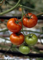 This ripe fruit infected with <b> pepino mosaic virus </b> (<i> Pepino mosaic virus </i>, PepMV) is more or less mottled and therefore has a slightly homogeneous color.