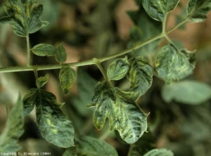 In addition to being mosaicked, several leaflets are small and have a more indented blade.  <b> Tomato mosaic virus </b> (<i> Tomato mosaic virus </i>, ToMV)