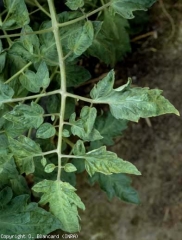 <b> <i> Tomato mosaic virus </i></b>, ToMV