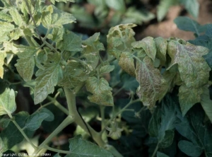 Almost all of the leaflets of this plant have a more or less intense bronze tint.  <b> Tomato spotted wilt virus </b> (<i> Tomato spotted wilt virus </i>, TSWV)