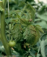 Numerous necrotic lesions of small dimensions cause the leaf blades of these leaflets to turn yellow and give them a bronze tint <b> Tomato spotted wilt virus </b> (<i> Tomato spotted wilt virus </i> , TSWV)