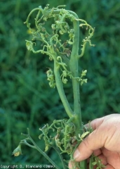 The blade of these leaves, in addition to being very threadlike and therefore in the shape of a lace, is more or less twisted.  <b> Phytotoxicity </b> (effects of pesticides, pesticide injuries)