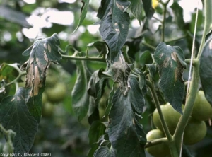 Several livid interveinal patches are developing on these slightly wilted leaflets.  <b> <i> Clavibacter michiganensis </i> subsp.  <i>michiganensis</i> </b> (bacterial canker)