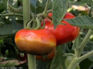 cul_noir_tomate_DB_565