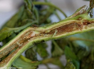 The brown pith of this stem has almost completely liquefied.  It remains only near the vascular system.  <b> <i> Pseudomonas corrugata </i> </b> (black pith, tomato pith necrosis)