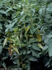 The apex of this plant is blocked and the young leaflets are chlorotic.  <b> <i> Pseudomonas corrugata </i> </b> (black pith, tomato pith necrosis)