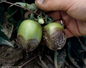 These two fruits are largely covered by one to several vaguely target-shaped lesions, consisting of concentric bands, dark brown, diffuse and more or less scalloped.  Note that the fruit surface remains smooth and firm.  <i> <b> Phytophthora nicotianae </b> </i> (<i> Phytophthora </i> crown and root rot)