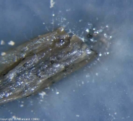 <i> <b> Pyrenochaeta lycopersici </b> </i> (corky root) rarely forms pycnidia on the roots.  These have brown bristles located at the level of the ostiole which make it easy to identify this fungus.