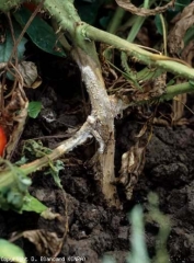 The mycelium proliferates on the stem, even if it is buried.  <b> <i> Sclerotium rolfsii </i> </b> (southern blight)