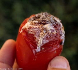 <b> <i> Athelia rolfsii </i> </b> (<i> Sclerotium rolfsii </i>, southern blight) partially colonized this fruit.  A moist, concave lesion is clearly visible, the epidermis is wrinkled and locally ruptured.  Mycelium and sclerotia are gradually covering it.