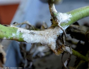 The white mycelium is now proliferating on the stem.  <b> <i> Sclerotium rolfsii </i> </b> (southern blight)